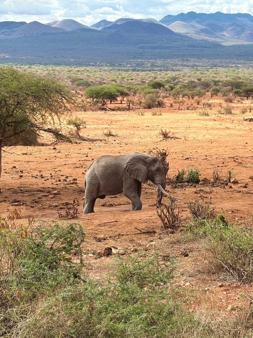 A lone elephant crossing the Amboseli plains