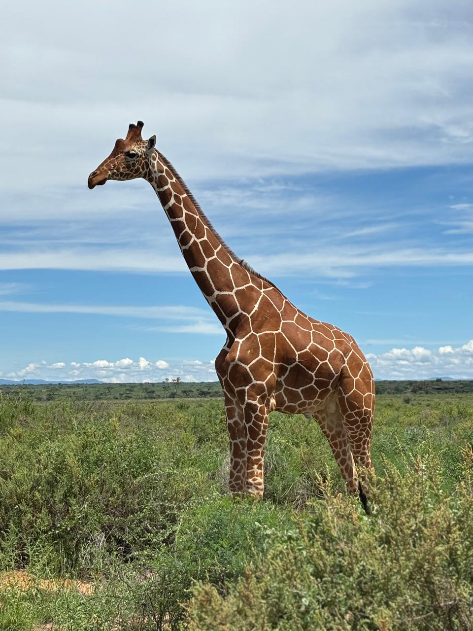 Reticulated giraffe on the open Kenyan savannah
