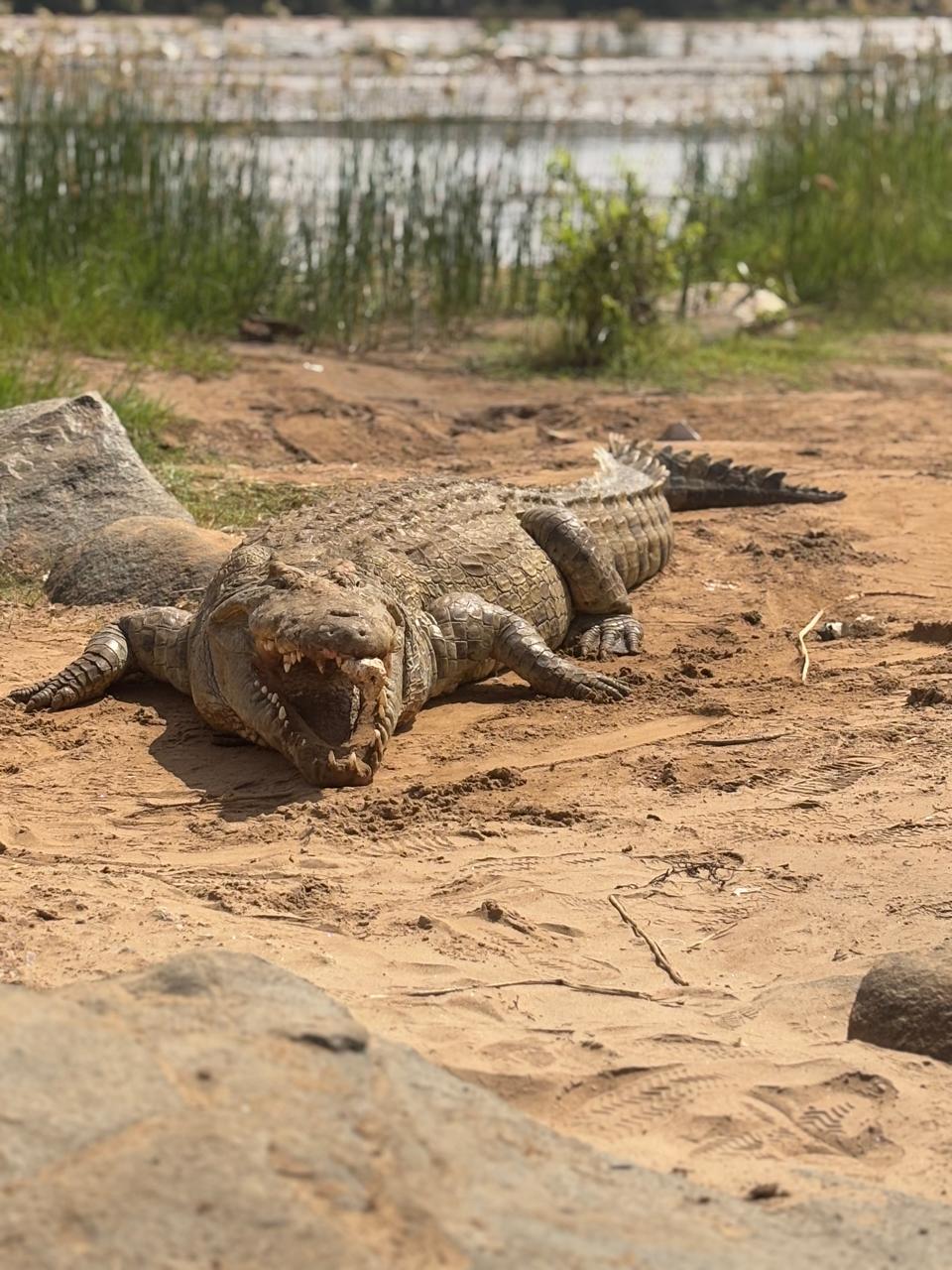 Nile crocodile along the Sabaki River