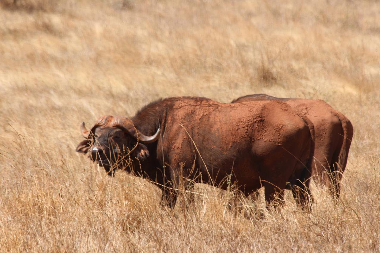 Cape buffalo in the Tsavo bush