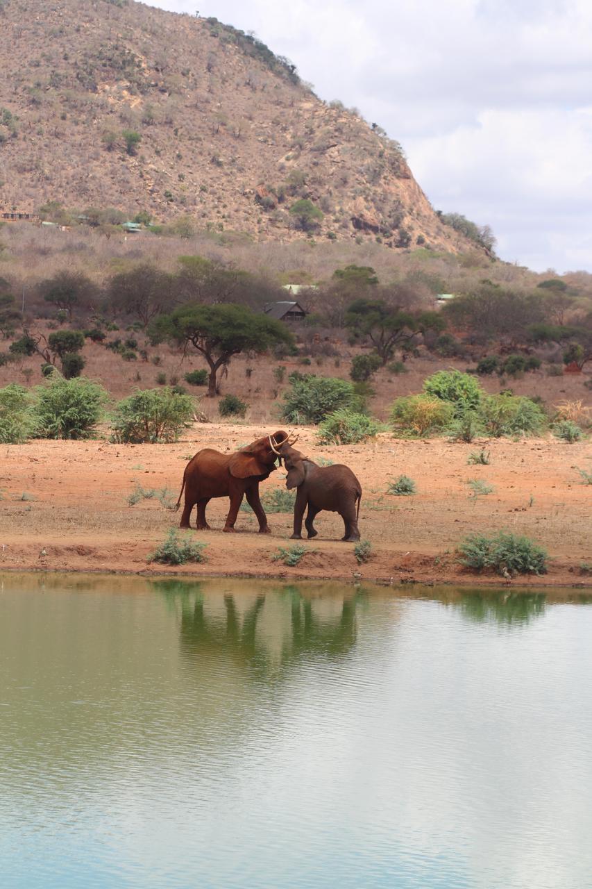 Transfer to Tsavo East