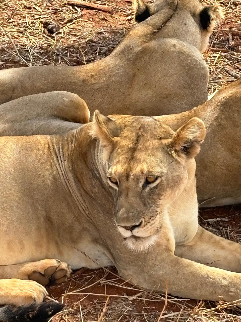 Lioness portrait, Tsavo East