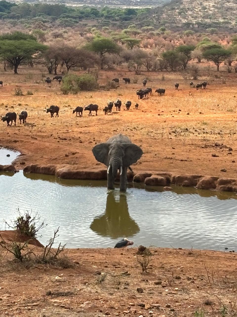 Elephant and buffalo sharing a Tsavo waterhole