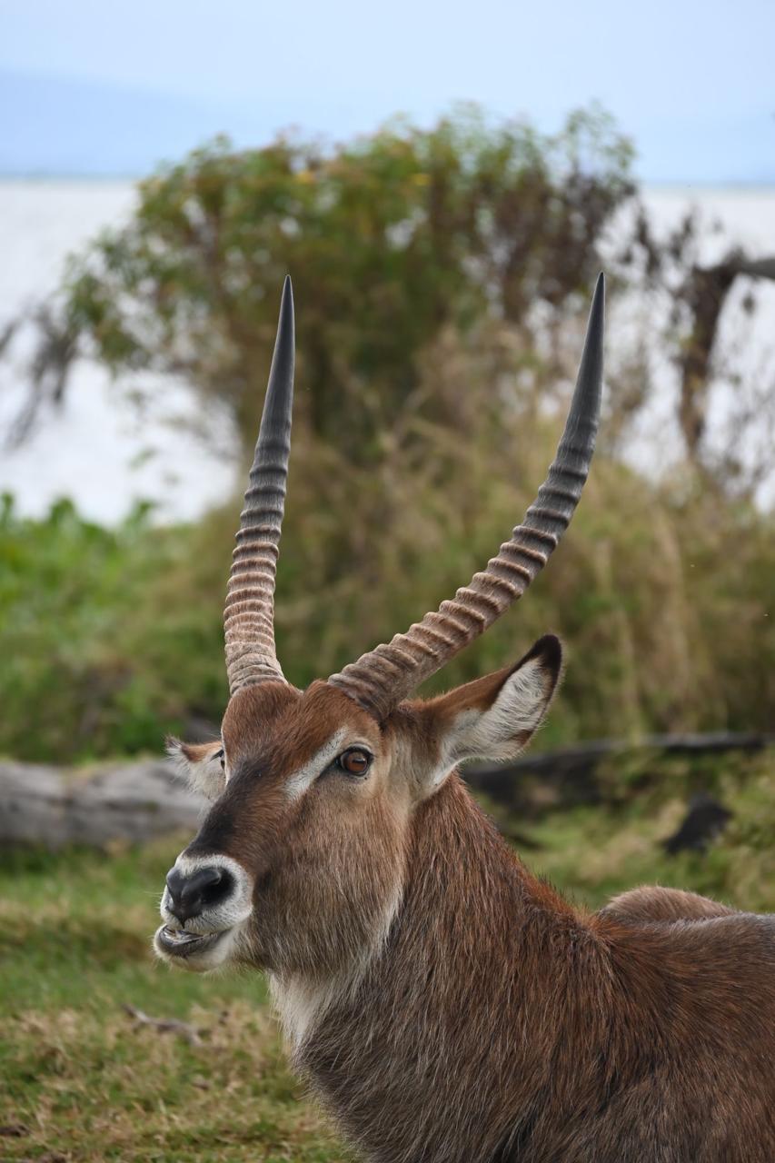 Waterbuck with dramatic horns