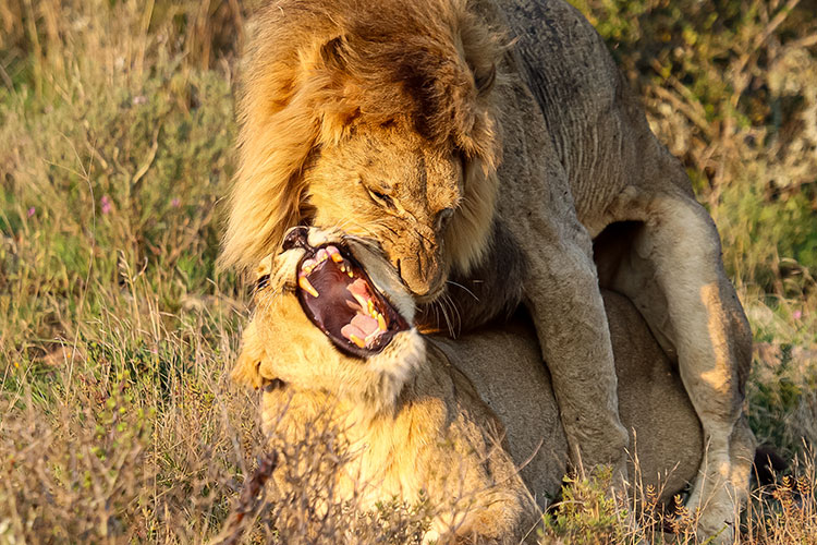 3 Days / 2 Nights Safari – Tsavo East & Taita Hills Wildlife Sanctuary