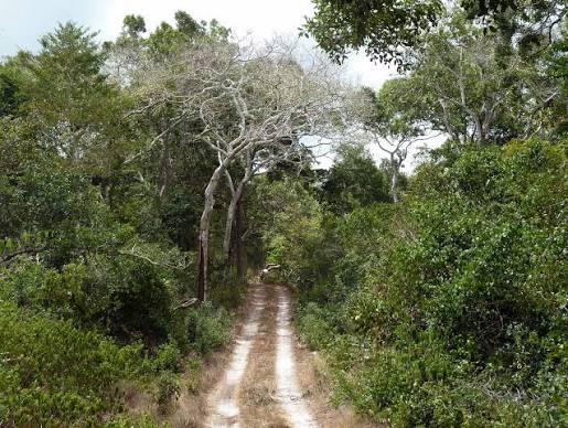 Arabuko Sokoke Forest & Mida Creek Nature Walk photo 2