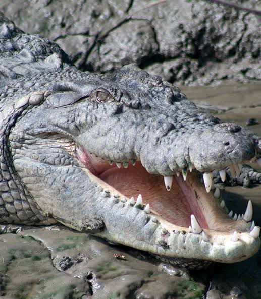 Sabaki River Hippo & Crocodile Safari photo 4